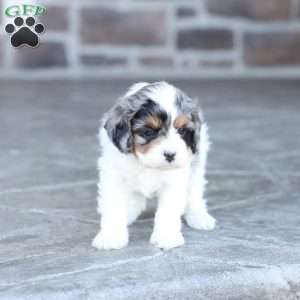 Angel, Cavapoo Puppy